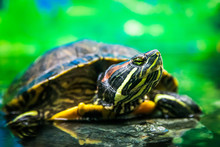 Close- Up Of A Large Sea Turtle