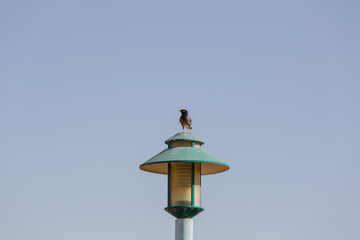 Mynas are on the wires under the street lamp with the bright sky behind. In order to wait for a couple of it.