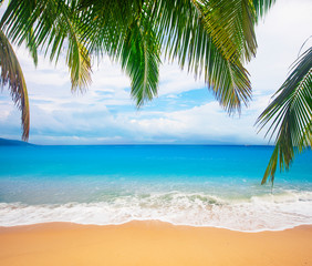 Poster - tropical beach with coconut palm