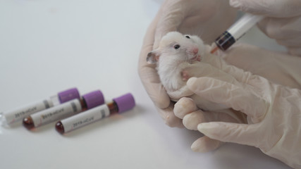 Wall Mural - Scientists test lab rat, mouse with syringe. Scientist and lab rat Back ground. Coronavrius test tubes.