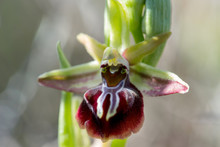 Ophrys Mammosa On A Xerothermic Grassland In Cyprus