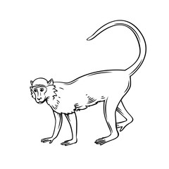 Poster - Monkey macaque icon