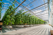 Big Perspective View Of Growing Cucumbers In A Big Greenhouse