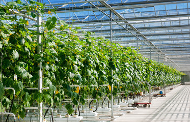 perspective view of growing cucumbers in a big greenhouse