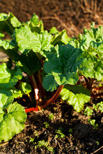 Rhubarb Plant Vegetable Growing In The Permaculture Garden.