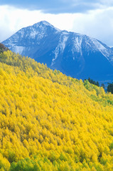 Wall Mural - San Juan National Forest, Aspen, Colorado