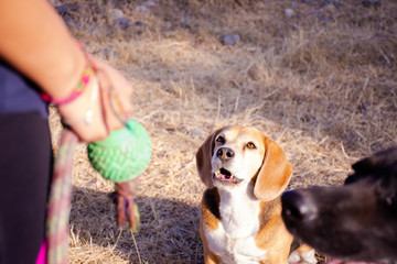 Adorable beagle is waiting for his toy to play in a meadow