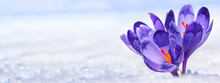 Crocuses - Blooming Purple Flowers Making Their Way From Under The Snow In Early Spring, Closeup With Space For Text, Background, Panorama, Banner