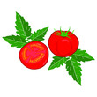 whole tomato and half sliced design vector on a white background.