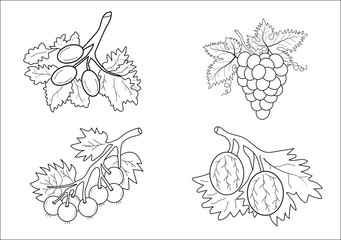 Coloring book fruits for children