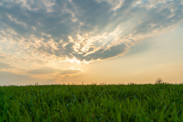 green field and blue sky