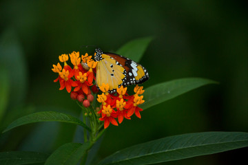 Wall Mural - Monarch butterfly (Danaus plexippus) .