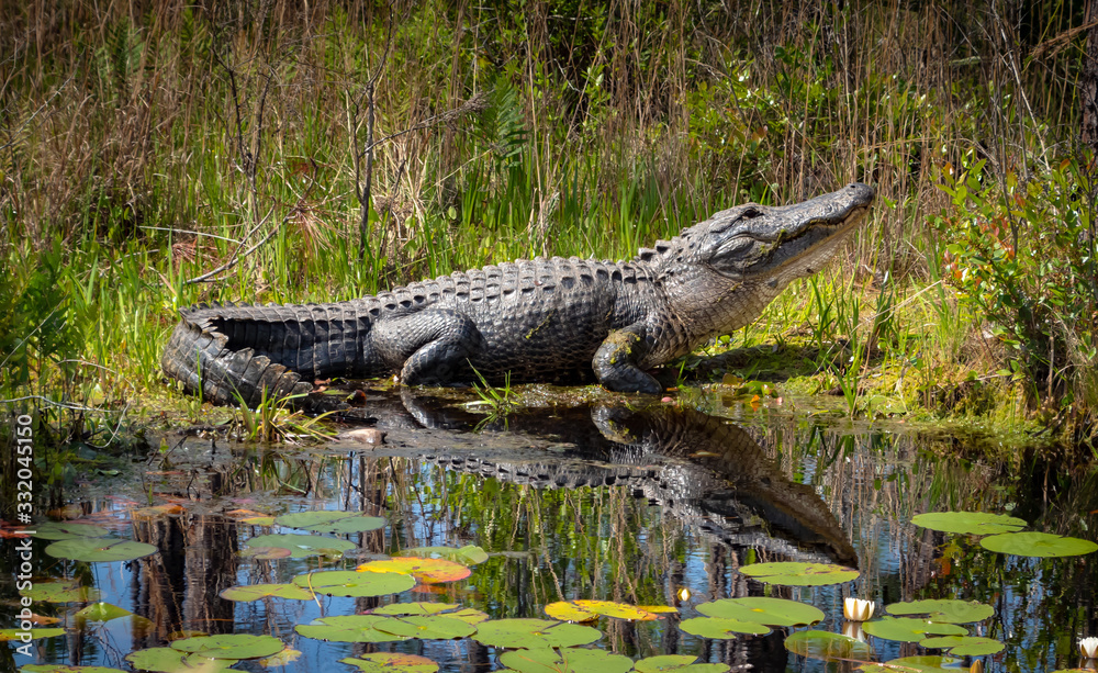 Wild American Alligator at Okefenokee Swamp in Georgia. - obrazy, fototapety, plakaty 