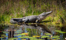 Wild American Alligator At Okefenokee Swamp In Georgia.