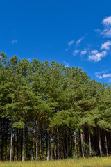  Pine Tree Forest 