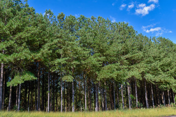  Pine Tree Forest 