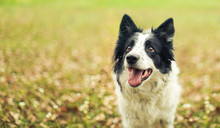 Black And White Border Collie Dog Outside Panting After A Long Play