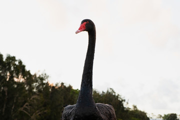 Wall Mural - elegant black swan on the grass near  lake water Gold Coast Australia summer spring sunset evening 