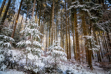 Winter in the Eifel forests,Germany