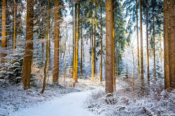  Winter in the Eifel forests,Germany