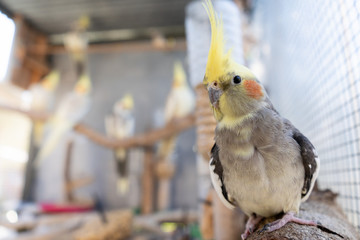 pretty cockatiel with his family on his behind inside bird cage aviary parrot bird lifetyle