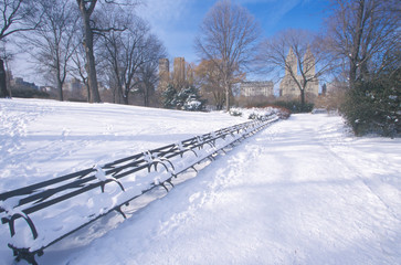 Fototapete - Park benches with snow in Central Park, Manhattan, New York City, NY after winter snowstorm