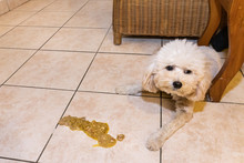 Sick Poodle Dog With Vomit On Floor At Home Possibly Due To Indigestion