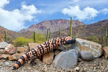 gila monster climbing rocks through the arizona desert