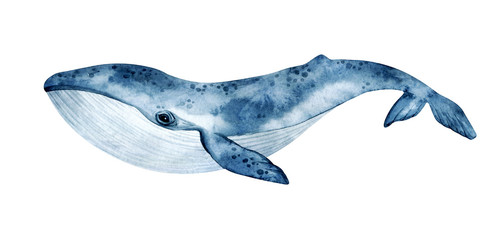 watercolor blue whale illustration isolated on white background. hand-painted realistic underwater a