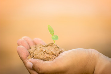 The sapling of the tree is on the hand, the concept of a new business startup