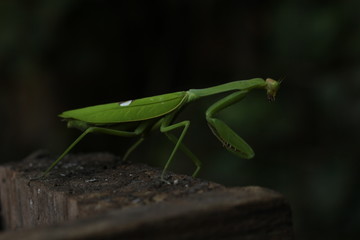 praying mantis on a green background