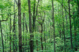 Fototapeta Dziecięca - Forest in Blue Ridge Mountains, VA in full foliage