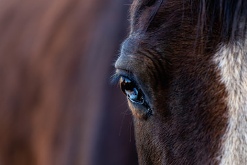 brown horse face with focus on eye