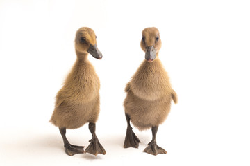 Two  ducklings  ( indian runner duck)  isolated on a white background