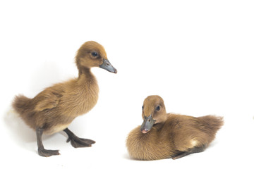 Two  ducklings  ( indian runner duck)  isolated on a white background