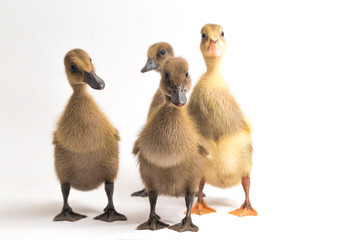 Four ducklings ( indian runner duck) isolated on a white background