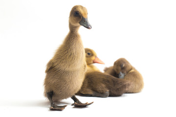 Four ducklings ( indian runner duck) isolated on a white background