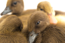 Four Ducklings ( Indian Runner Duck) Isolated On A White Background