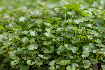 Sticker - close up of several small green leafs in the garden in spring