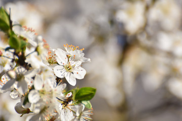 Wall Mural - Spring background, Tree branch blossom with an empty space for text. Wild plum in full bloom in spring