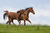Fototapeta Konie - Pferd mit Fohlen