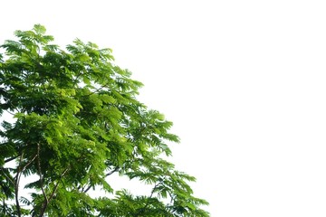 tropical tree leaves with branches on white isolated background for green foliage backdrop and copy 