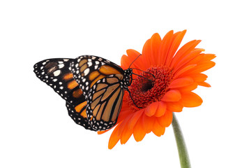 Flower with beautiful monarch butterfly isolated on white