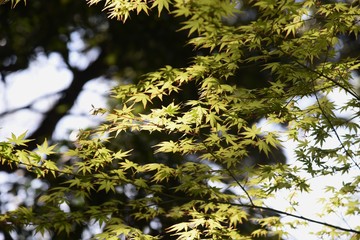 Sticker - The young leaves of Japanese maple shine beautifully in the spring sunshine.