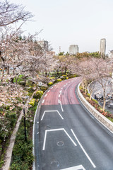 Poster - 東京都港区六本木の東京ミッドタウンから見た桜並木道