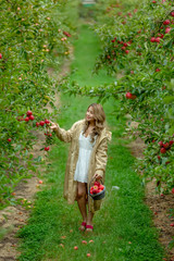 Wall Mural - A beautiful woman picking the red apples in apple orchard.