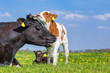 © benschonewille - Mother cow and newborn calves in meadow