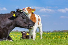 Mother Cow And Newborn Calves In Meadow