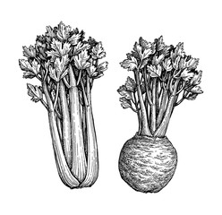 Wall Mural - ink sketch of celery