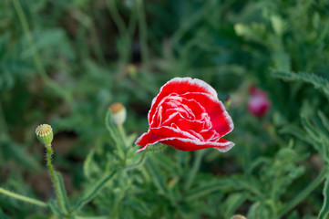 Canvas Print - Red and white oriental poppy flower. Papaver floral background